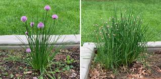 Green Chive Vegetable Seeds - Perfect for Planting