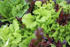 Mixed Lettuce Seeds for Planting