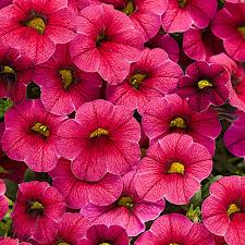 Red Calibrchoa Flower Seeds for Planting Perfect for Borders Heirloom & GMO Free Seeds for Home Garden
Sale