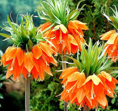 Imperial Crown Flower Seeds - Perfect for Planting