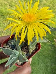 Light Yellow Succulent Flower Seeds for Planting Perfect for Borders Heirloom & GMO Free Seeds for Home Garden Sale