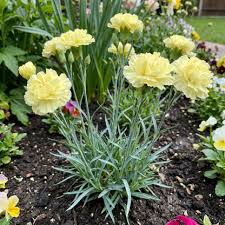 Light Yellow Carnation Flower seeds for Planting Cut Flower Favorite Heirloom & GMO Free Seeds for Home Garden