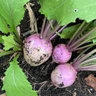 Seventop Turnip Planting Seeds - Seed for Abundant Harvest and Fast-Growing Vegetables, Ideal for Home Gardens and Farms