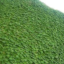 Boston Ivy Seeds For Light Green Planting Plant Seeds