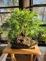 Green Redwood Forest Bonsai Seeds for Planting | Grow Your Own Bonsai Tree