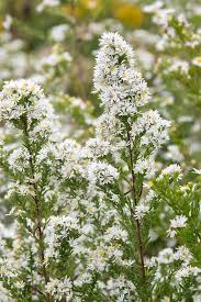 White Prairie Aster Planting Seeds Perfect for Garden Planting