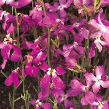 Pink EveningScented Flower Seeds for Planting Garden Favorite Heirloom & GMO Free Seeds for Home Garden
Sale