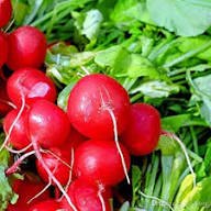 Red Turnip Seeds for Your Vegetable Garden