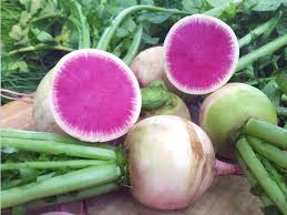 Watermelon Radish Vegetable Seeds for Planting