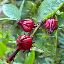 Roselle Flower seeds for Planting - Low Maintenance, Heirloom & GMO Free Seeds for Home Garden