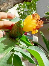 Insulin Plant Seeds for Easy Planting