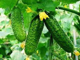 Cucumber Lyalyuk Little Mini Pickling Seeds - Ideal for Home Planting and Garden Growing