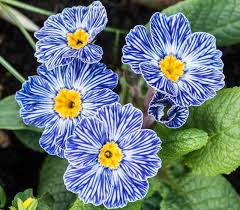 Blue White Primula Flower Seeds for Planting Vibrant Colors Heirloom & GMO Free Seeds for Home Garden
Sale