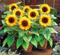 Yellow Mini Sunflower Seeds for Planting Perfect for Garden Growth
