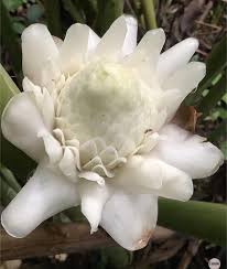 White Etlingera Elatior Flower Seeds for Planting Easy to Grow Heirloom & GMO Free Seeds for Home Garden
Sale