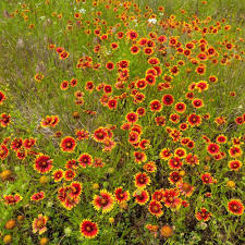 Indian Blanket Flower Seeds for Planting Brighten Your Garden