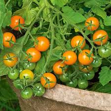 Gold Tomato Seeds for Vegetable Planting