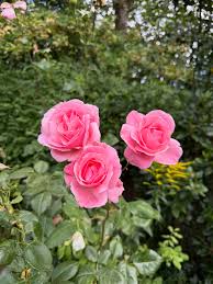 Rose Queen Flower Seeds for Planting Enhance Your Garden with Vibrant Blooms - Evergrowseeds