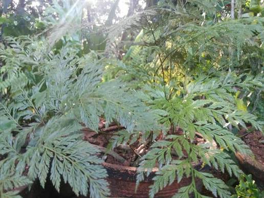 Rabbit's Foot Fern Seeds Davallia Denticulata for Easy Planting