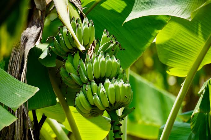 Dark Green Banana Fruit Seeds for Planting Tropical Fruit Seeds for Home Gardens, Containers & Outdoor Growing