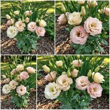Pink White Eustoma Flower Seeds for Planting - Elegant Annual Blooms for Your Garden - Evergrowseeds