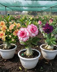 Adenium Desert Flower Seeds for Easy Planting