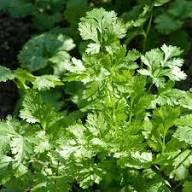 Green Santo Cilantro Vegetable Planting Seeds