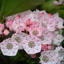Pink Laurel Seeds for Planting - Elegant Pink Blooms for Garden and Borders