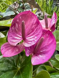 Anthurium Purple Flower Seeds Ideal for Year-Round Planting