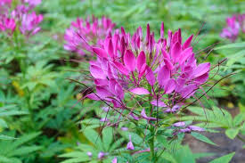 Violet Queen Cleome Seeds for Planting flower bed