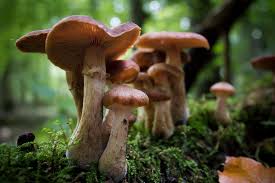 Mushroom Seeds for Vegetable Gardens