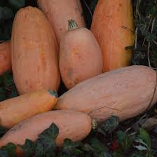 Georgia Candy Roaster Vegetable Seeds for Planting