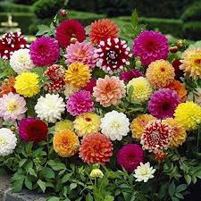 Grow Stunning Howden Dahlias Premium Flower Seeds for Garden Planting