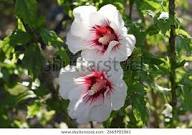 Syriacus Flower Seeds for Planting , Premium Hibiscus Syriacus Seeds