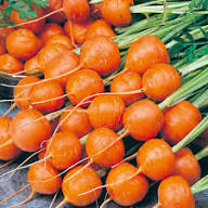 Oxheart Carrot Seeds for Vegetable Planting
