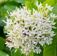 White Pentas Starla Flower Planting - Seeds for Brightening Your Garden with Stunning Blooms