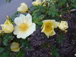 Cream Rosa Xanthina Flower Seeds for Planting Wildflower Mix Heirloom & GMO Free Seeds for Home Garden
Sale