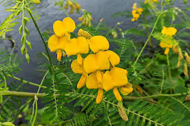 Yellow Sesbania Aculeata Plant Seeds Planting Guide