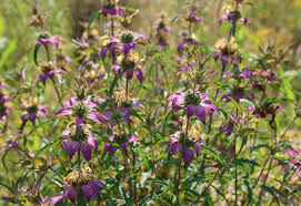 Purple Monarda Punctata Seeds for Planting Vibrant Perennial Blooms