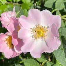 Yellow Pink Marginata Flower Seeds Planting