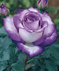 Light Purple White Holland Rose Flower Seeds for Planting Premium Quality Heirloom & GMO Free Seeds for Home Garden
Sale