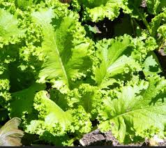 Heirloom Mustard Vegetable Seeds for Planting