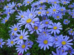 Blue Felicia Amelloides Flower seeds for Planting - Sun Loving, Heirloom & GMO Free Seeds for Home Garden