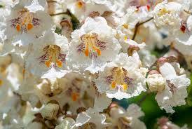 White Catalpa Bignonioides Seeds for Planting