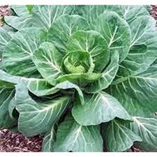 Green Collard Vegetable Seeds for Planting
