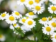 Chamomile Seeds for Planting - Grow Your Own Chamomile Flowers