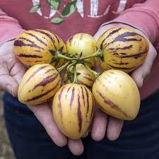 Muricatum Fruit Seeds for Garden Planting - Grow Juicy and Aromatic Fruits