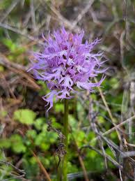 Purple Orchis Italica Seeds for Planting Vibrant Perennial Blooms