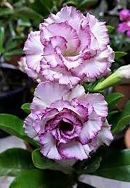 White Purple Adenium Obesum Seeds for Planting