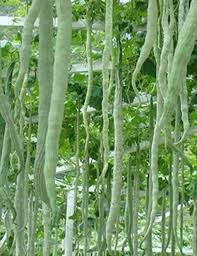 Green Serpent Gourd Vegetable Planting Seeds